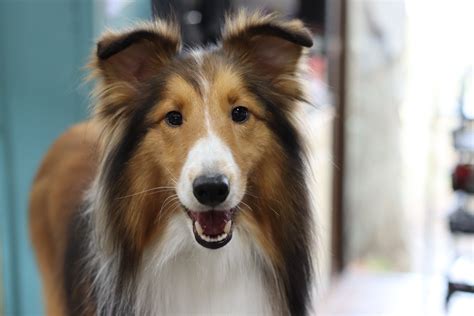 立耳狗品種|立ち耳の犬16選！ 耳が立っている犬の特徴や性格、半立ち耳の。